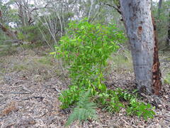 Persoonia levis, photograph (c) Sid Miller, some rights reserved (CC BY)