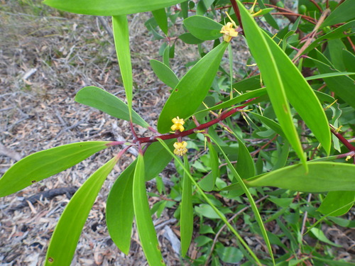 Persoonia levis, photograph 4