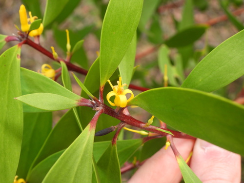 Persoonia levis, photograph 5