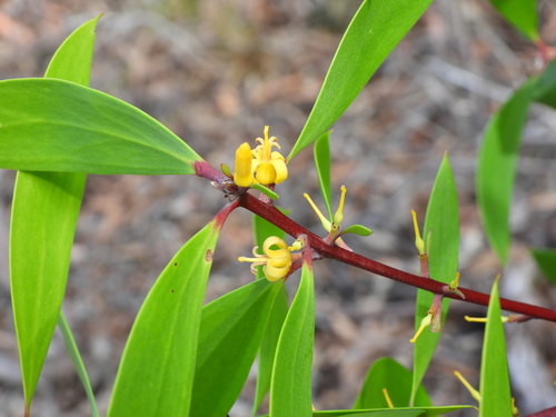 Persoonia levis, photograph 6