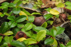 Ficus vaccinioides