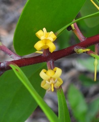 Persoonia levis, photograph (c) Sid Miller, some rights reserved (CC BY)