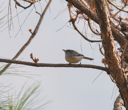 Blue-winged Minla