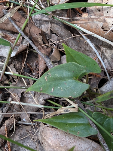 Dioscorea transversa, photograph 6