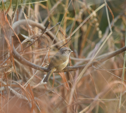 Nepal Fulvetta