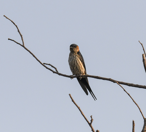 Eastern Red-rumped Swallow