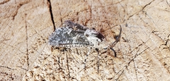 Prionoxystus