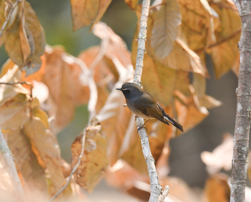 Rufous-gorgeted Flycatcher