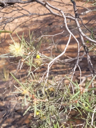 Melaleuca glomerata, 2026-08-22