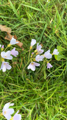 Cardamine pratensis