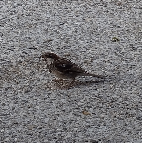 Italian Sparrow