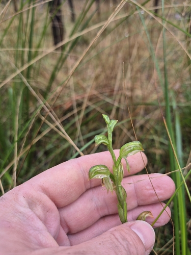 Pterostylis diminuta