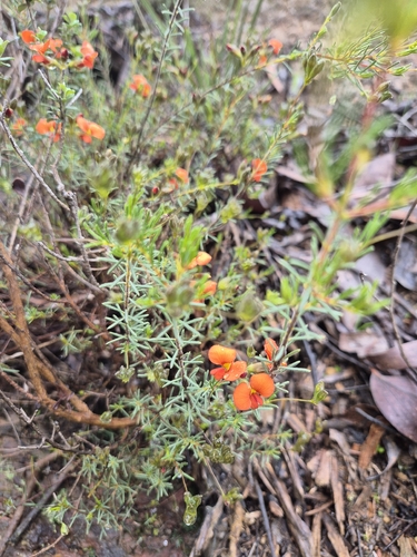 red parrot-pea
