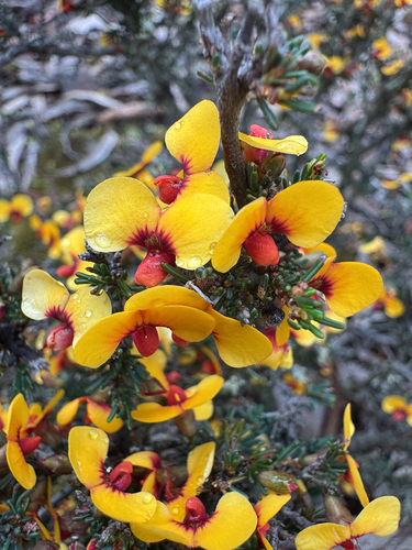 Dillwynia ramosissima
