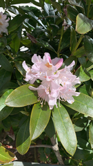 Rhododendron