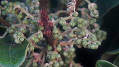 Euclea natalensis obovata