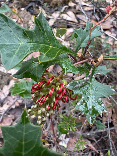 Brisbane Ranges Grevillea
