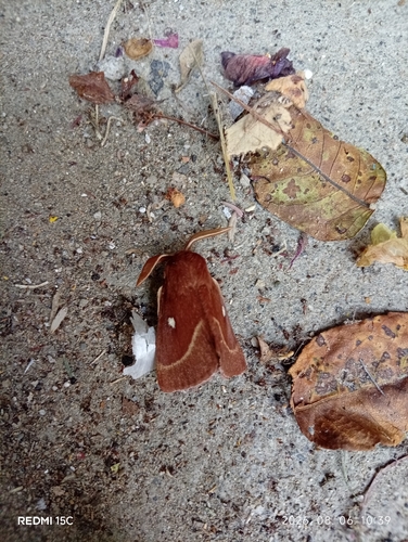 Grass Eggar