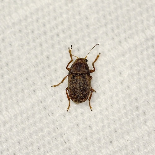 Araecerus fasciculatus, 2026-08-24
