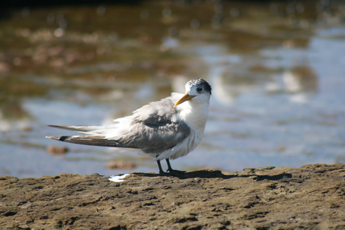 Great Crested Tern