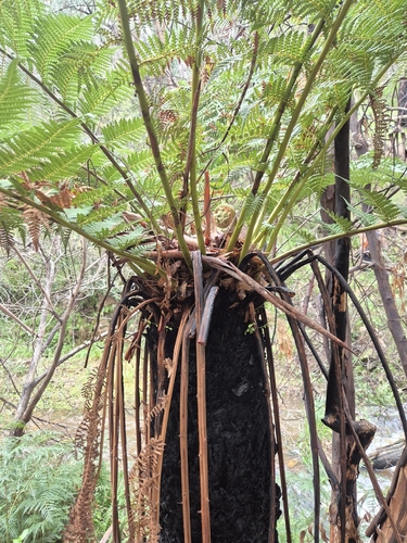 man fern