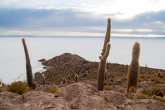 Leucostele atacamensis, photograph (c) Cody Hinchliff, some rights reserved (CC BY)