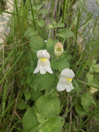 Dwarf snapdragon (Antirrhinum molle)