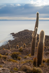 Leucostele atacamensis, photograph (c) Cody Hinchliff, some rights reserved (CC BY)