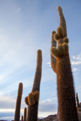 Leucostele atacamensis, photograph (c) Cody Hinchliff, some rights reserved (CC BY)
