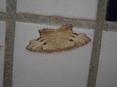 Phalacra strigata