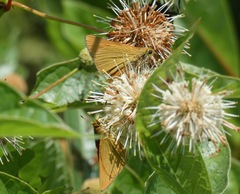 Problema bulenta