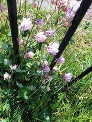 Aquilegia vulgaris