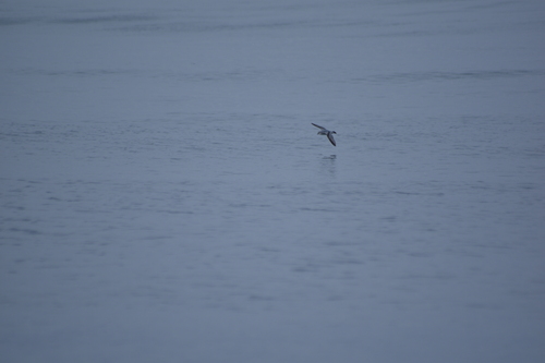 iNaturalist image