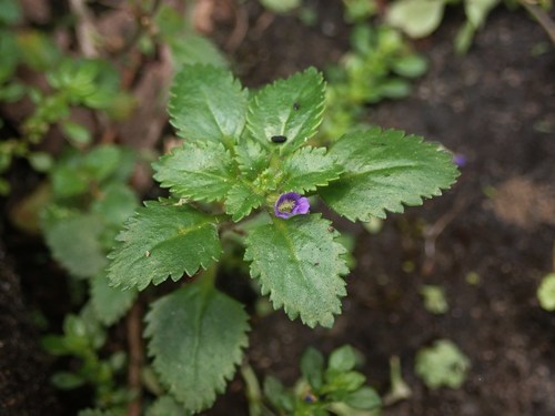 Stemodia verticillata