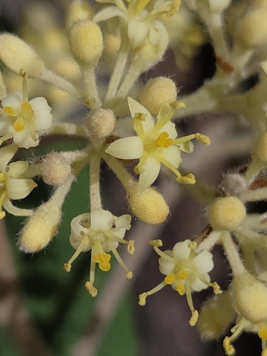 Pomaderris wendlandiana observed 2026-08-23