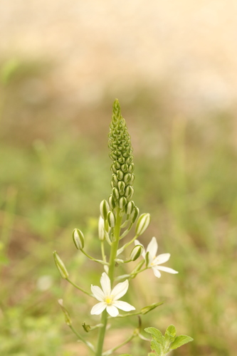 Ornithogalum pyramidale, photograph 2