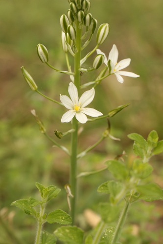 Ornithogalum pyramidale, photograph 1