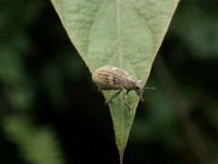 Eugnathus distinctus