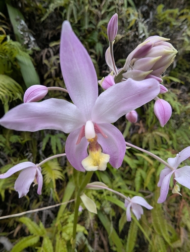 Ground Orchid