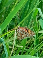 Dione vanillae insularis