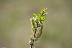 Salix