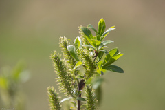 Salix