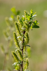 Salix