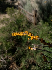 Cerococcus quercus