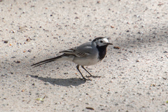 Motacilla alba