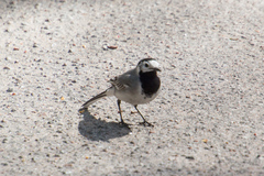 Motacilla alba