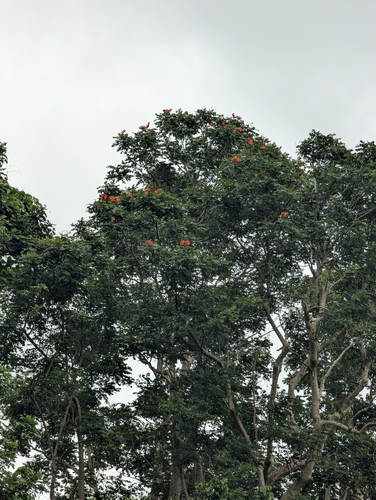 African tulip tree