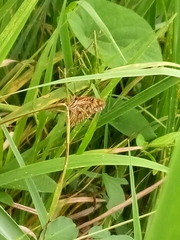 Dione vanillae insularis