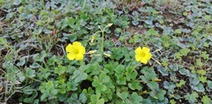 Oxalis compressa