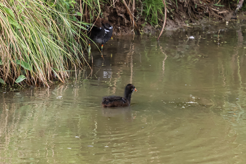 Gallinule poule-d'eau, jeune